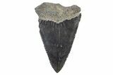 Serrated, Fossil Great White Shark Tooth - South Carolina #347033-1